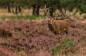 44 Hoge Veluwe, edelhert